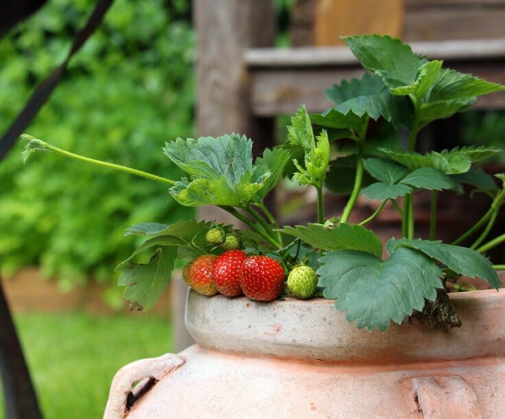 Strawberries just beginning to ripen hanging out of a terra cotta pot.