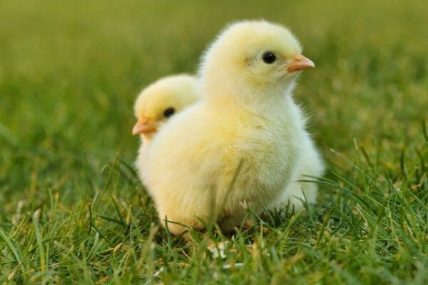 How To Care For Laying Hens: A Beginner's Guide to Everything