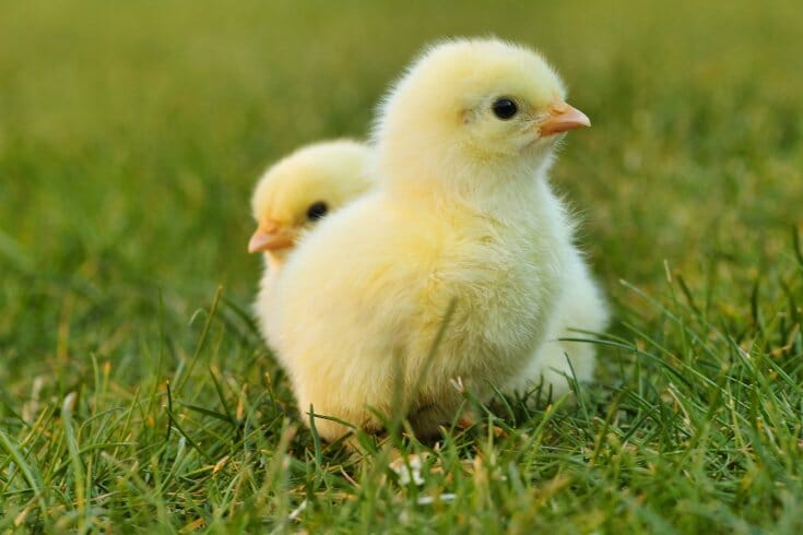 Fluffy yellow chicks on grass.