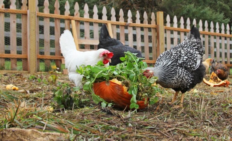 Ruffling Feathers: Celebrating the Diverse Ways to Raise Chickens
