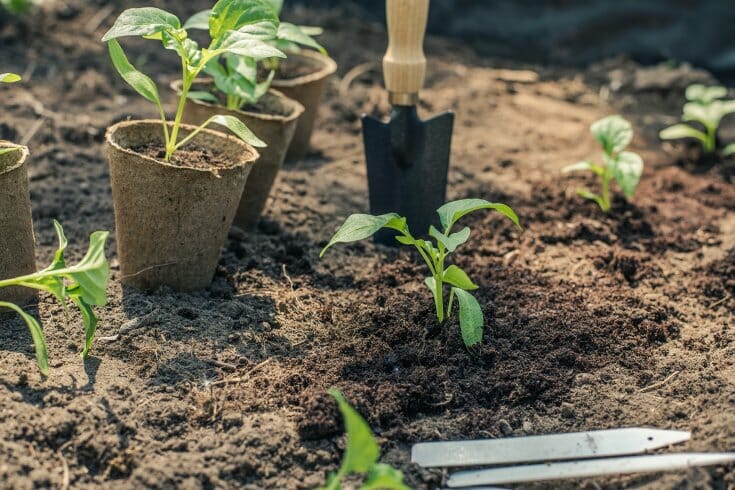 Pepper seedlings in peat pots sitting in the garden and starting to be transplanted.