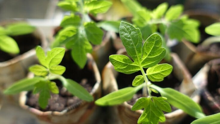 Tomato seedlings in newspaper pots sitting outside, hardening off, with sunshine on them.