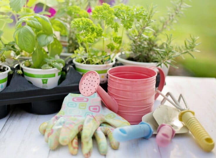 Potted herbs in a nursery carrier sitting on a table outside, ready to be transplanted, with gardening gloves, a trowel, and a pink watering can.