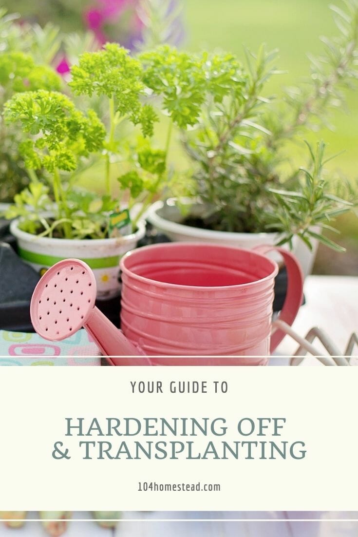 Potted herbs in a nursery carrier sitting on a table outside, ready to be transplanted, with gardening gloves, a trowel, and a pink watering can.