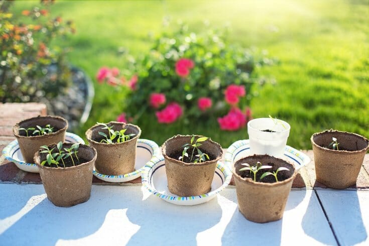 Pepper seedlings in peat pots sitting outside, hardening off, with sunshine on them and flowers in the background.