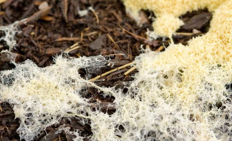 Close-up of decomposing wood chips in a Back to Eden garden covered with white and yellow slime mold, indicating natural decomposition.