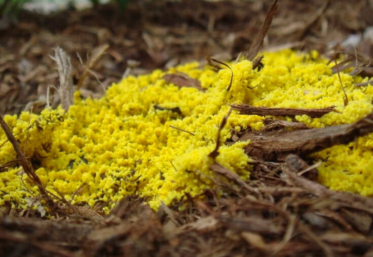 Vibrant yellow slime mold growing on a layer of wood mulch in a Back to Eden-style garden bed.