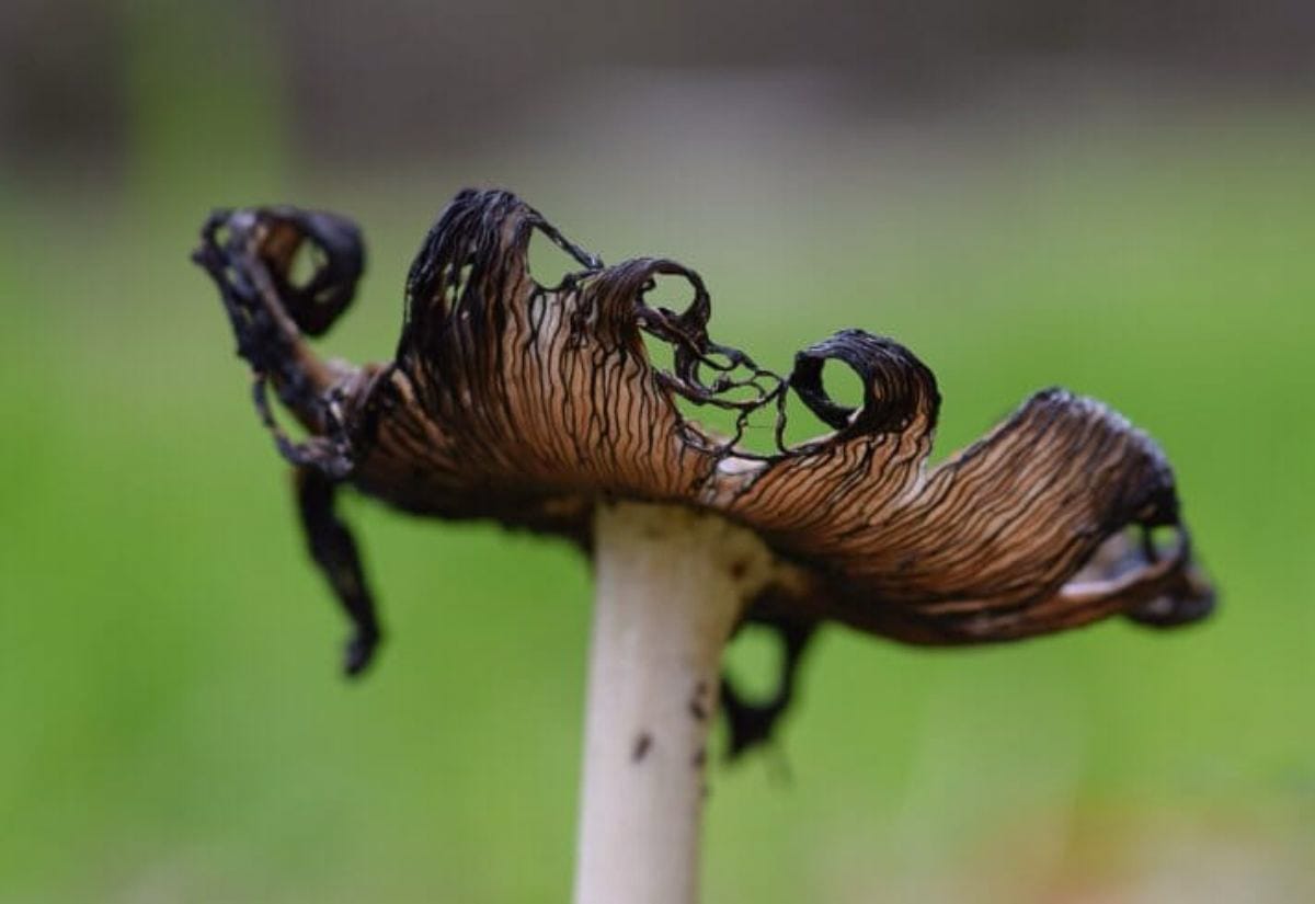 Blackened mushroom cap with curled gills growing in a woodchip-covered Back to Eden garden, a sign of healthy fungal activity.
