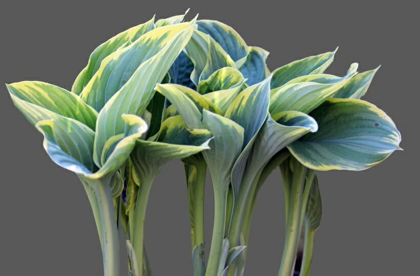 Young green hostas with yellow edging starting to unfurl.