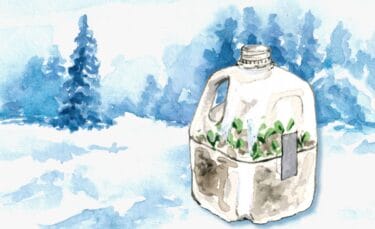 A watercolor illustration of a milk jug greenhouse sitting in the snow with green seedlings growing inside. Snowy trees are in the background.