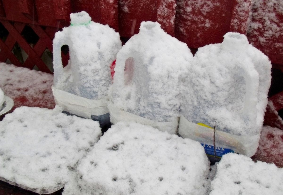 Several milk jugs with seedlings inside, covered in snow, placed outdoors for winter sowing.