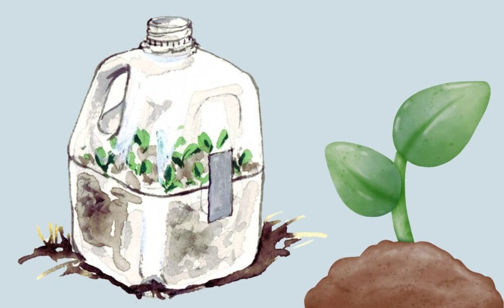 A drawing of seeds planted in a milk jug.
