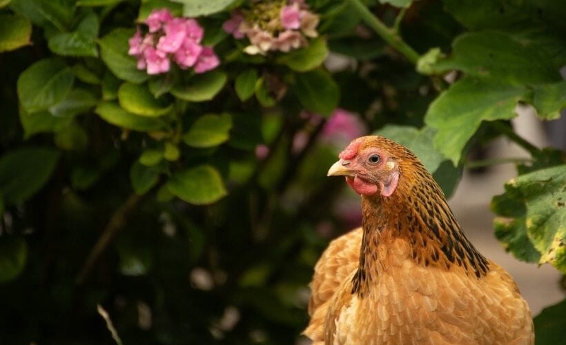 A golden chicken with a shrub with pink flowers in the background.