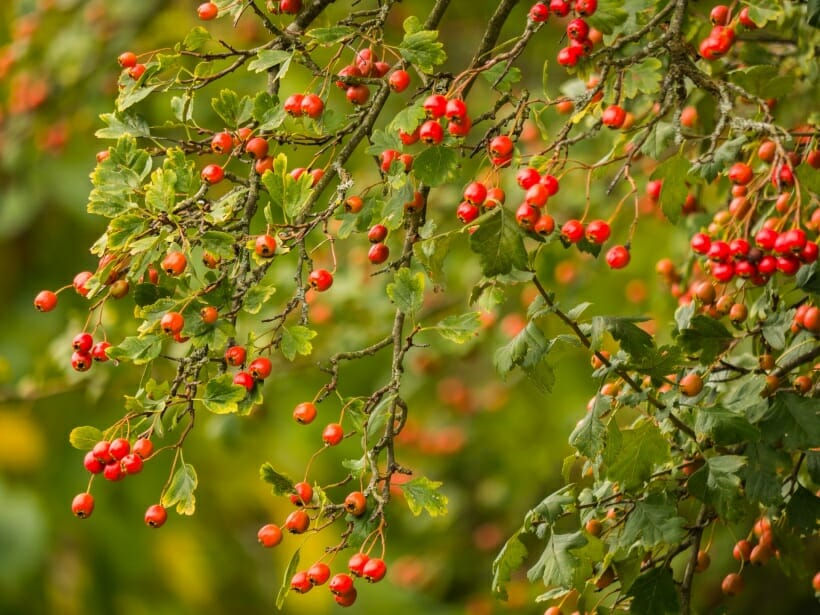 Hawthorn tree branches covered with reddish orange berries.