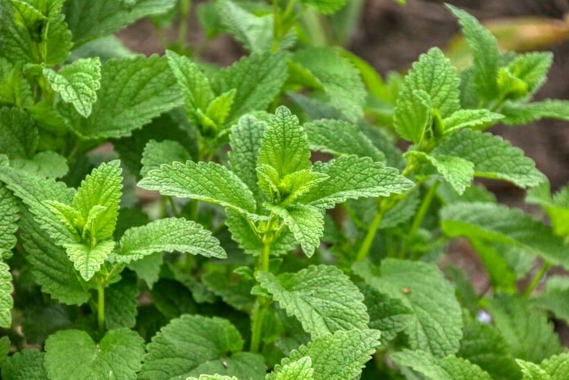 A closeup of lemon balm.