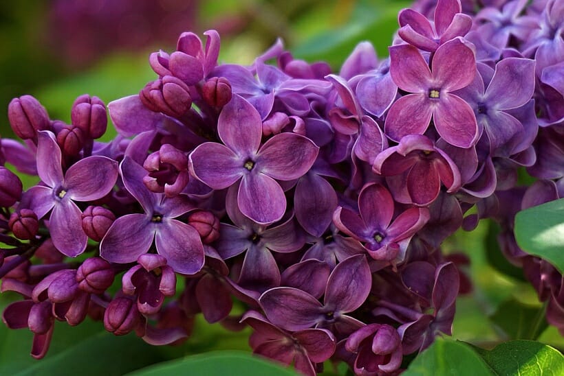 A closeup of deep purple lilac flowers.