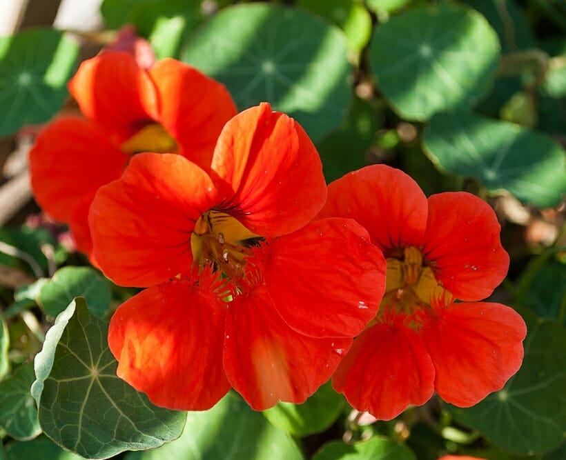 Bright red nasturtiums with green leaves.