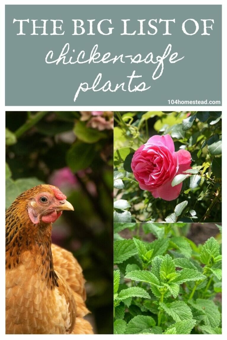 A collage of chicken-friendly plants.