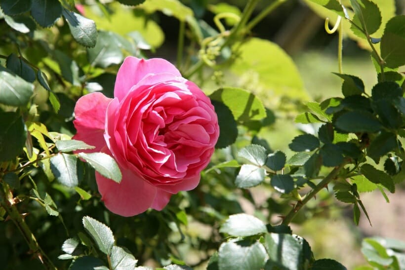 A pink vining rose with dark green, thorny foliage.