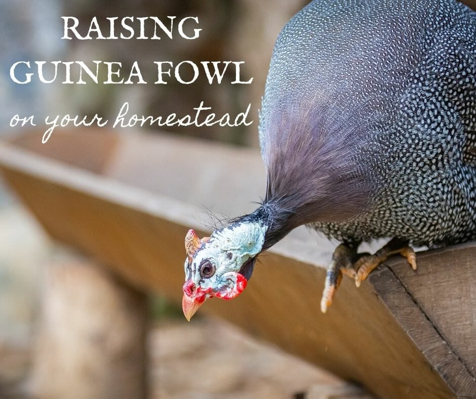 Raising Guinea Fowl for Meat - Small Farmer's JournalSmall Farmer's Journal