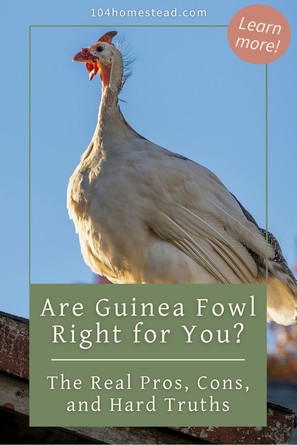 Cream-colored guinea fowl standing on the edge of a wooden roof against a clear blue sky, with text overlay reading “Are Guinea Fowl Right for You? The Real Pros, Cons, and Hard Truths.”