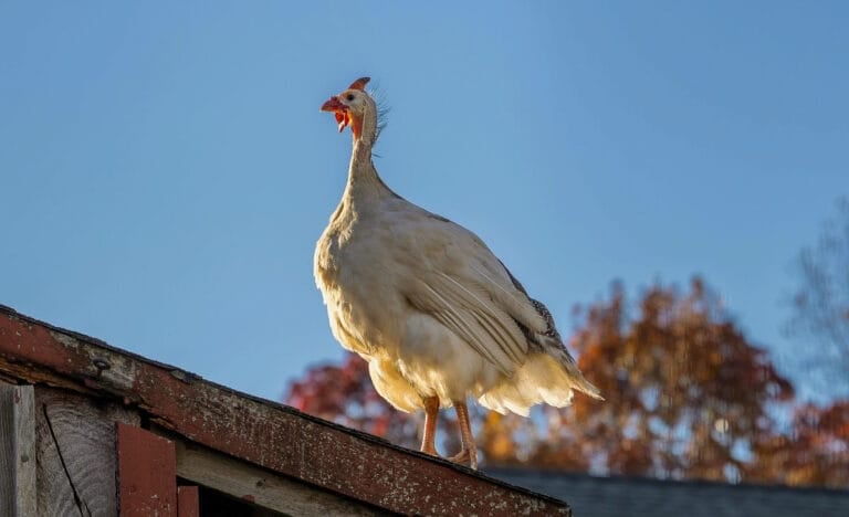 Light-colored guinea fowl perched on a rustic wooden roof ridge, looking alert with its head raised and red wattles visible, autumn trees blurred in the background under a bright blue sky.