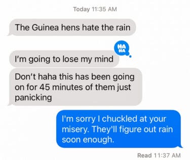 Smartphone text message conversation about guinea hens panicking in the rain, with one message saying the hens hate the rain and have been panicking for 45 minutes.