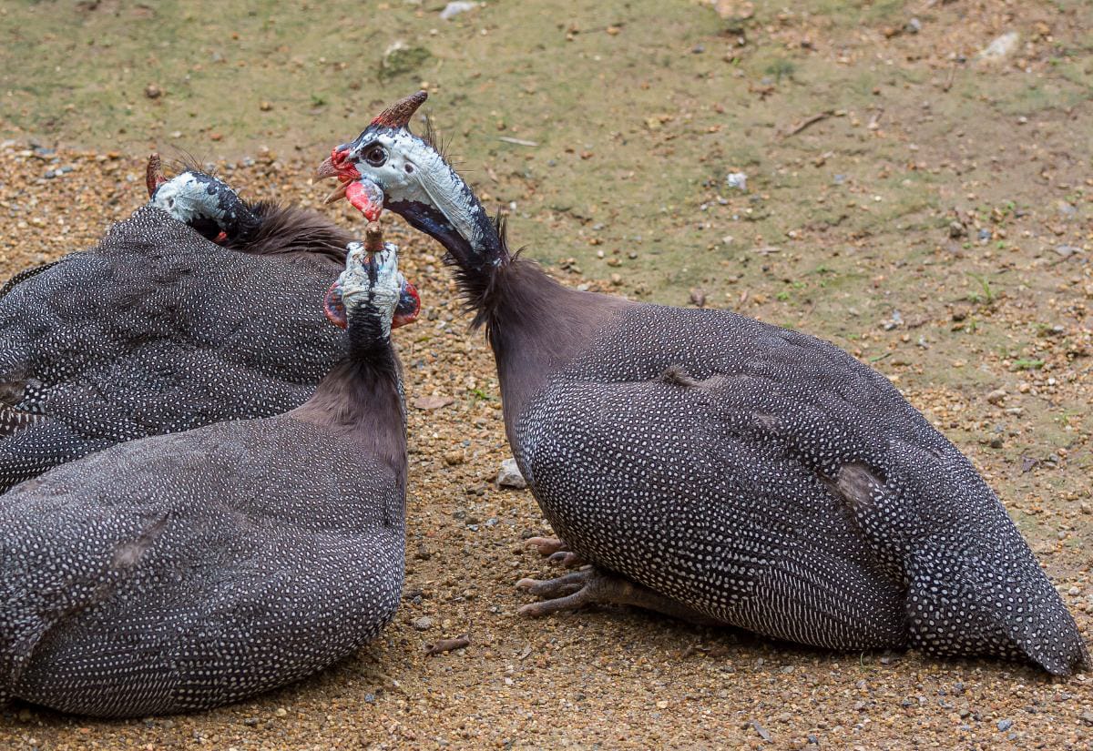Three pearl guinea fowl resting closely together on bare dirt, showing their speckled gray plumage, white-dotted feathers, and bright blue and red facial features.