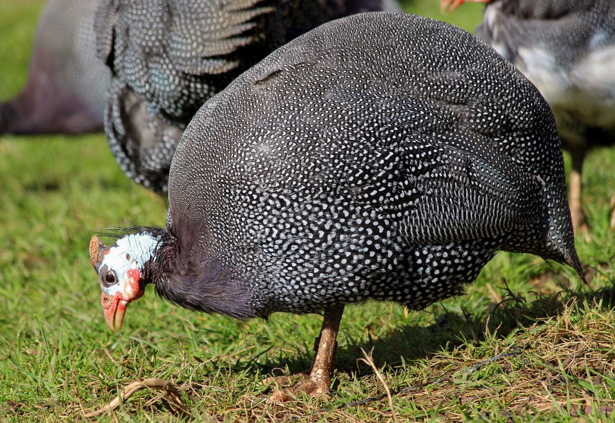 Close-up of a pearl guinea fowl foraging in green grass, head lowered as it pecks the ground, highlighting its spotted feather pattern and helmeted head.