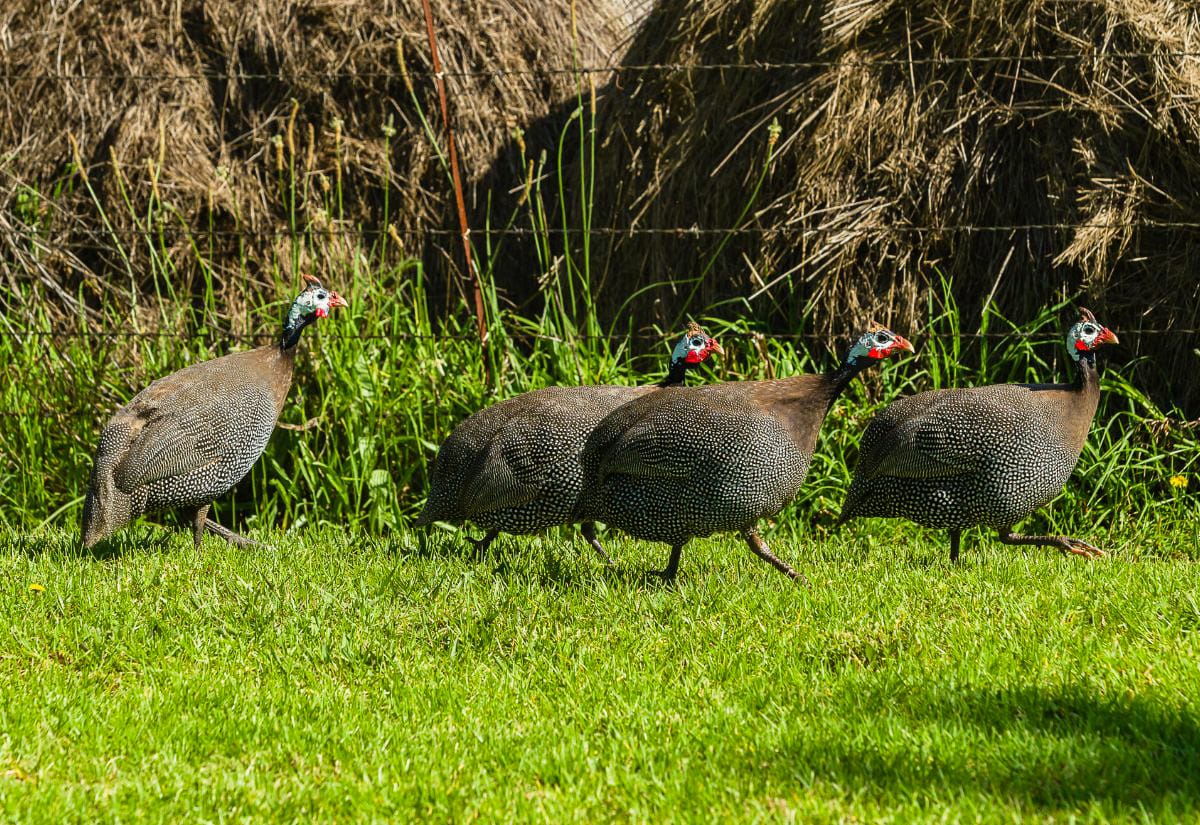 Four guinea fowl walking in a line across green grass near stacked hay bales, demonstrating typical free-ranging behavior on a rural homestead.