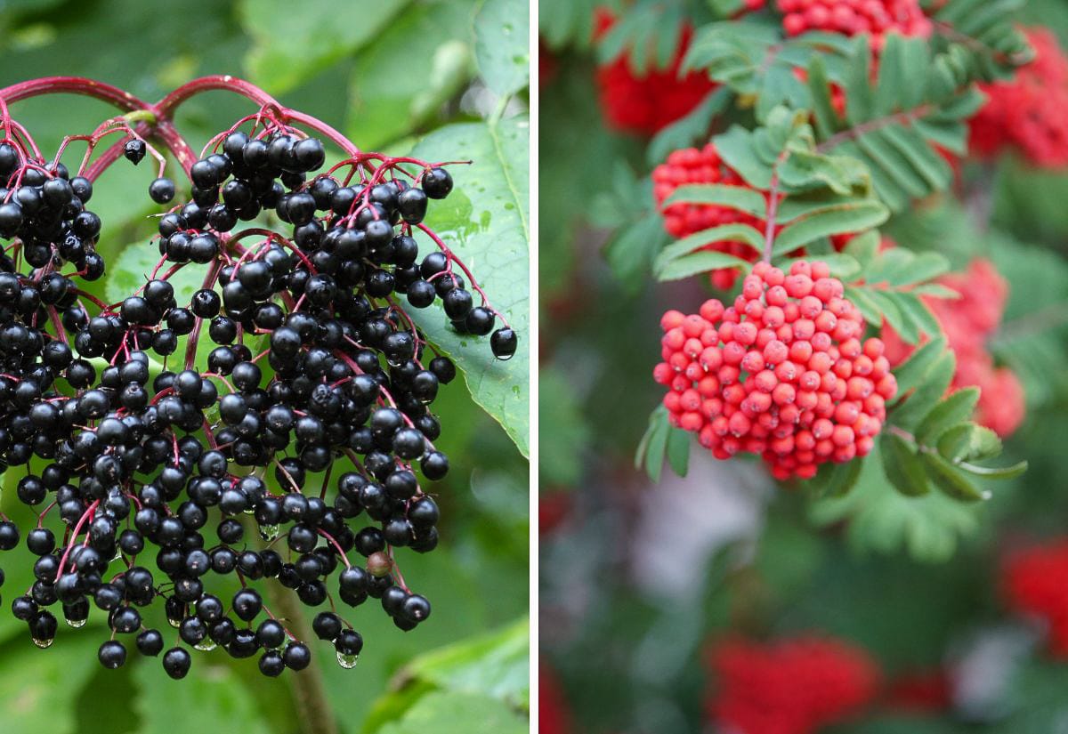 Side-by-side comparison showing safe black elderberries on the left and bright red berries from a toxic look-alike plant on the right to help with proper elderberry identification.
