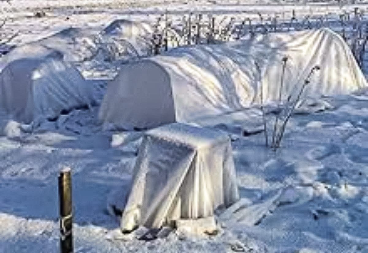 Low garden hoops and beds covered with white frost cloth after a snowfall, showing winter protection for overwintered vegetables.
