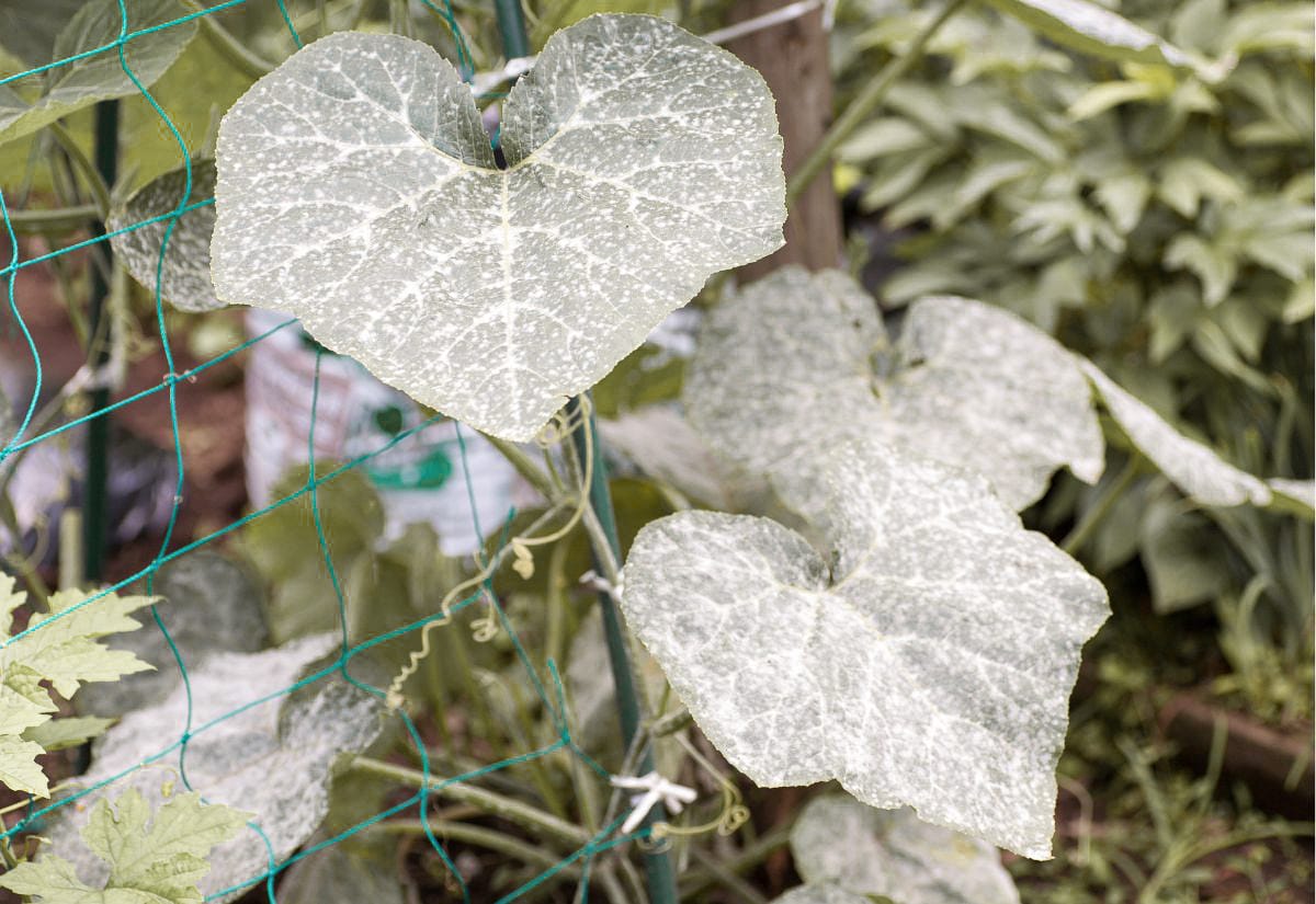 Close-up of squash plant leaves covered in powdery mildew, highlighting a common garden disease that shouldn’t be composted.