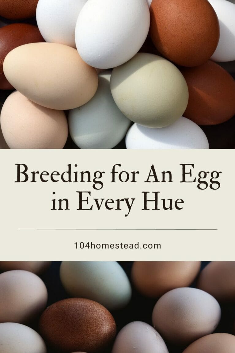 A pinterest-friendly graphic promotion how to breed for specific egg colors.