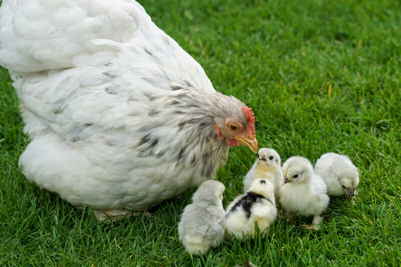 A gray splash cochin hen with her four chicks out on the lawn.
