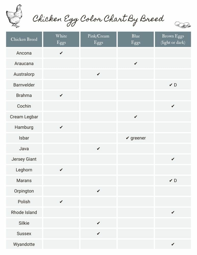 A chart showing which breeds lay which color egg.