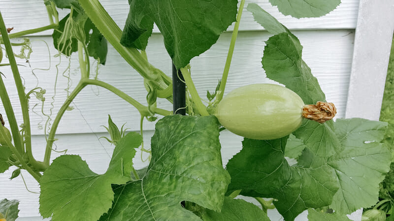 A young spaghetti squash growing up the side of the house.