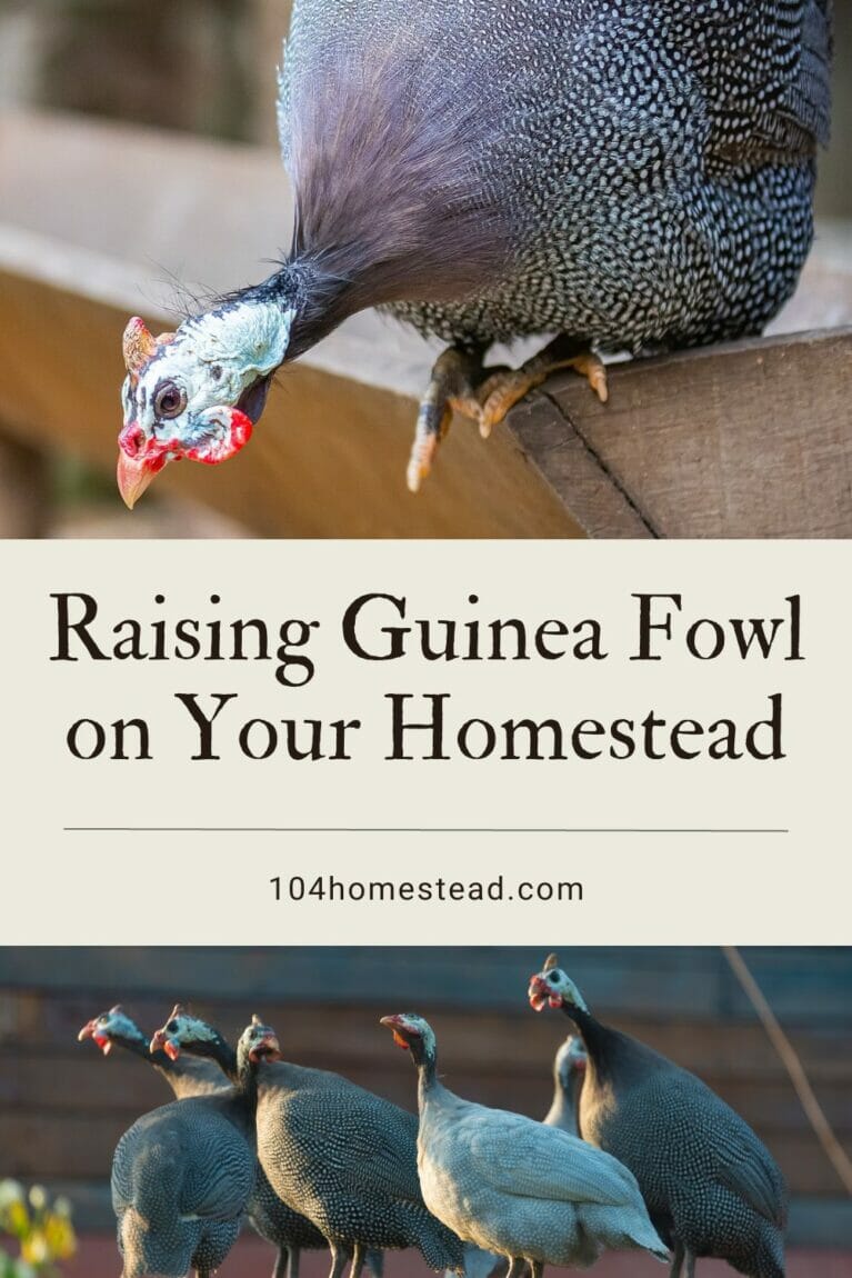 A pinterest-friendly graphic that promotes raising guinea fowl.