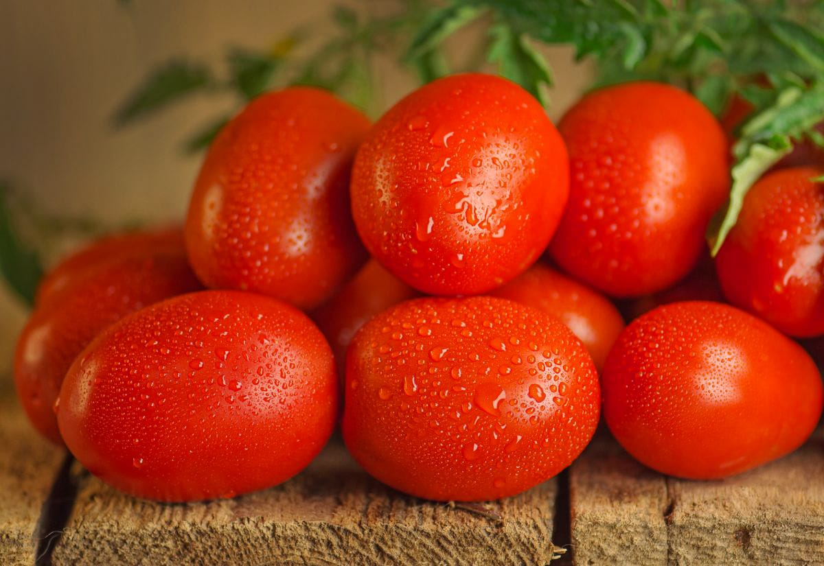 Pile of fresh Roma tomatoes with water droplets on their skin, ideal for making homemade tomato paste thanks to their meaty texture and low water content.