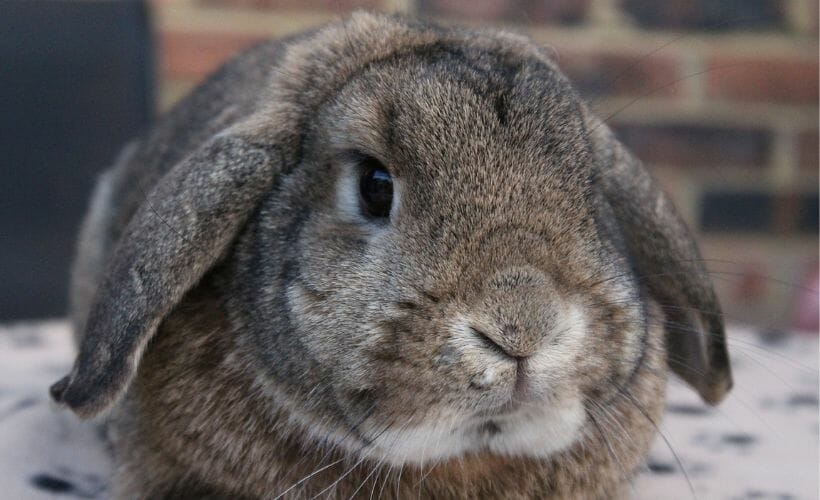 A closeup of our brindled lop-rex bunny.