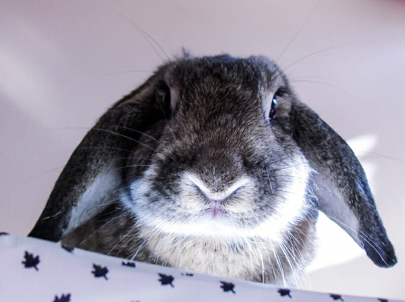 A closeup of our brindled lop-rex bunny looking down over table.
