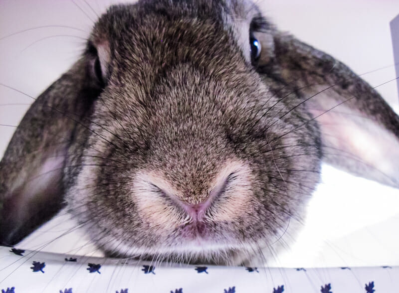 A closeup of our brindled lop-rex bunny's nose.