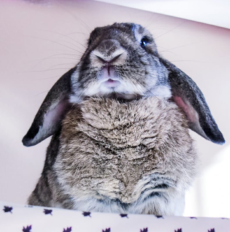 A closeup of our brindled lop-rex bunny standing on a table.