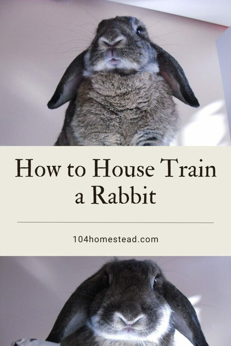 House training a rabbit hotsell