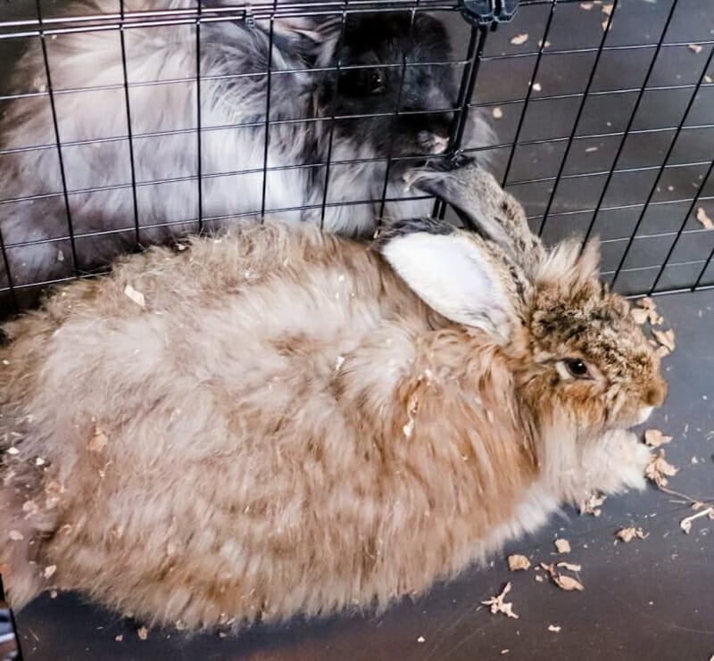 Two large angora rabbits covered in paper shreds.