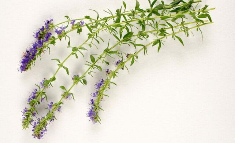 Hyssop: Why You Need to Make Some Space for This Herb