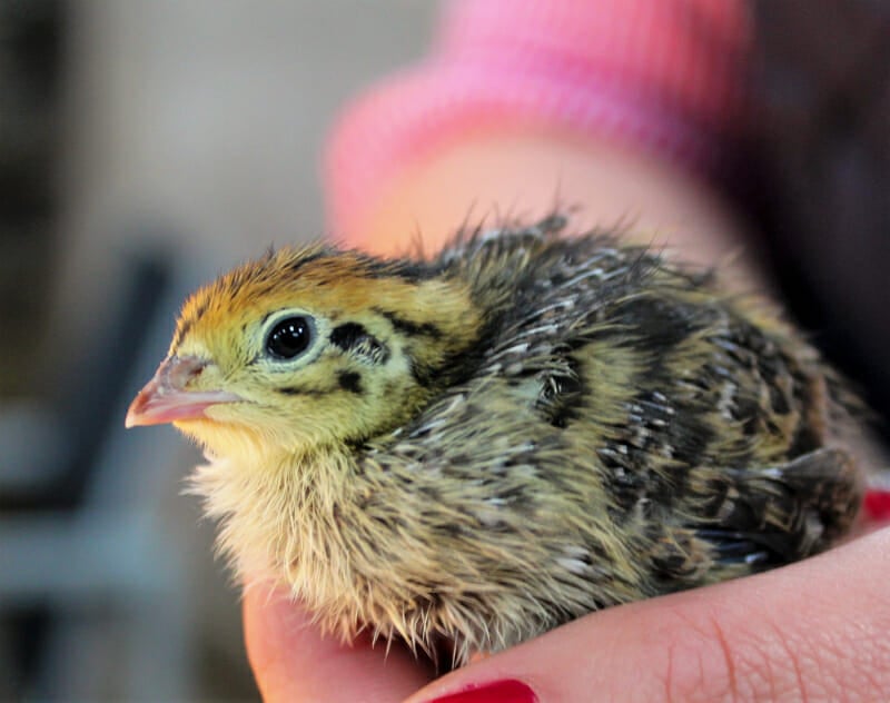 A jumbo quail chick being held.