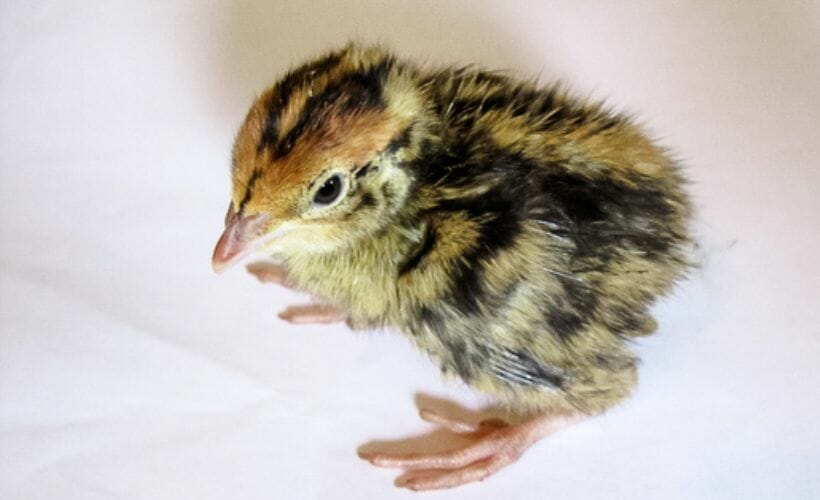 A quail chick displaying splay legs at just a day out. Left leg is turned in and pushed away from the body.