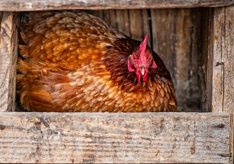 A chicken sitting in a wooden nest box.