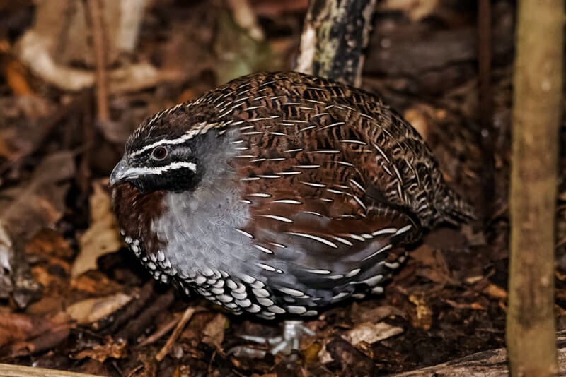 A rosetta coturnix in an outdoor aviary with natural flooring.